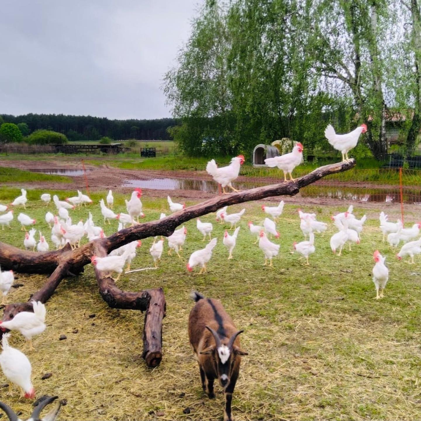 Weidelandfarm Am Riebener See Lägenhet Beelitz Exteriör bild